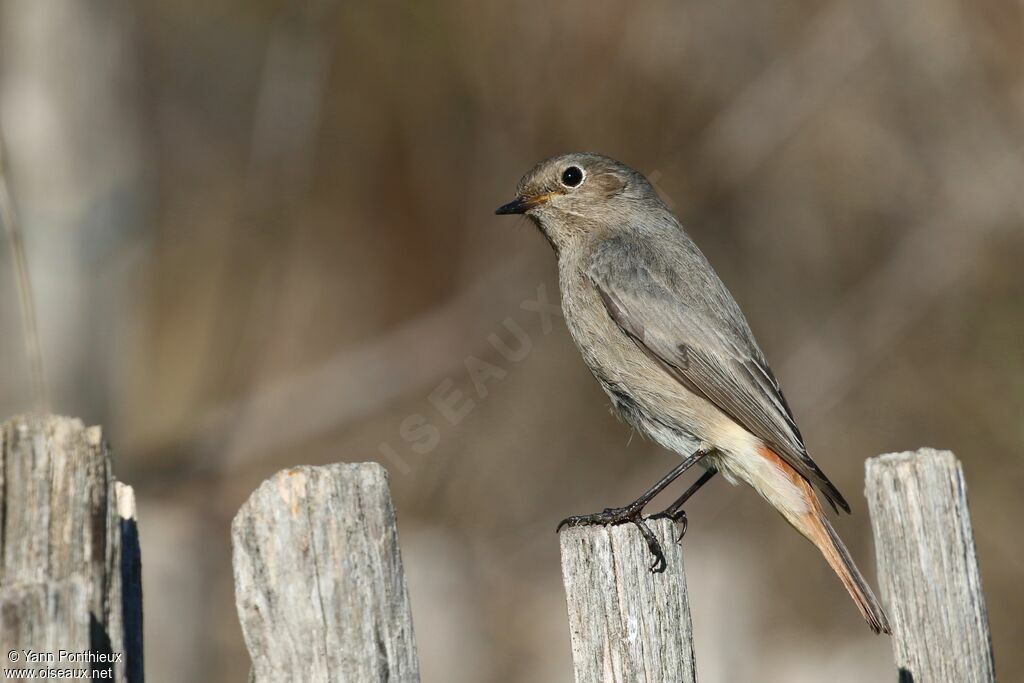 Black Redstart