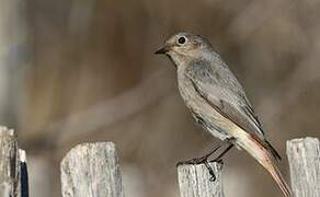 Black Redstart