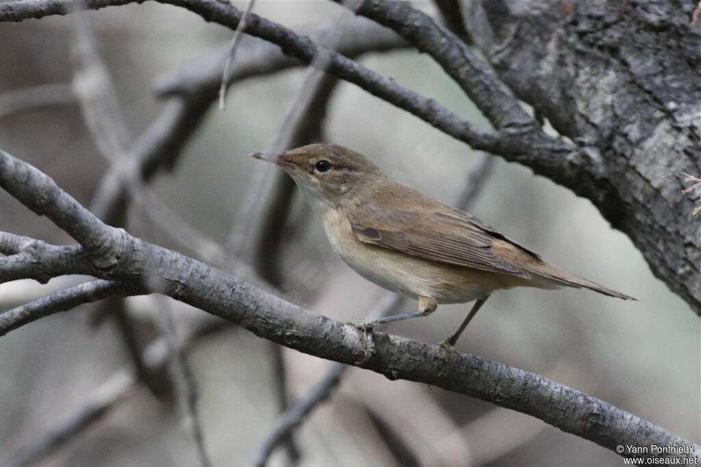 Common Reed Warbler