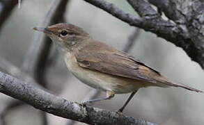 Eurasian Reed Warbler