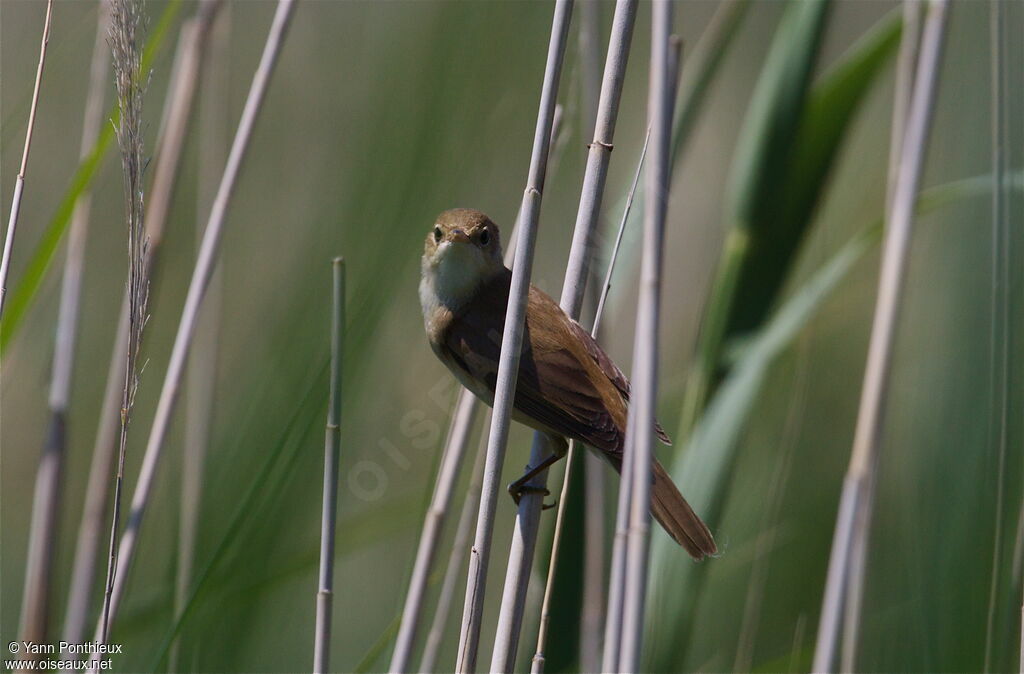 Eurasian Reed Warbler