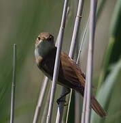 Common Reed Warbler