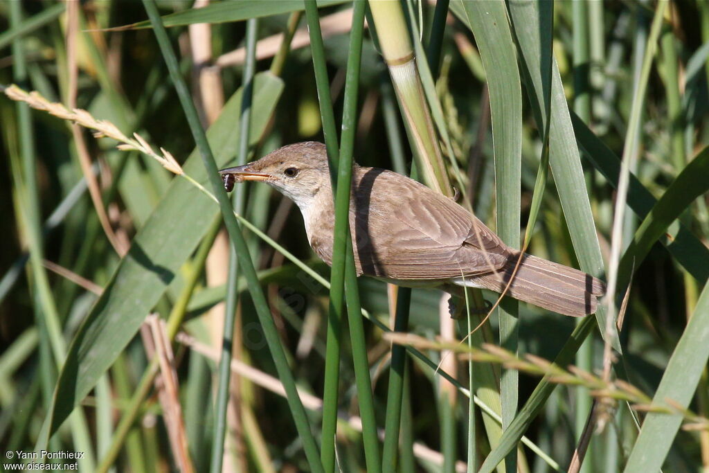 Eurasian Reed Warbler, feeding habits