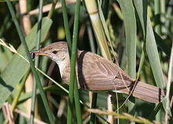 Eurasian Reed Warbler