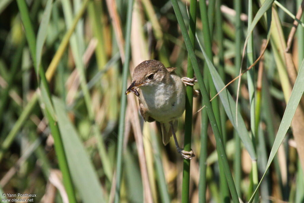 Common Reed Warbler, feeding habits, Behaviour