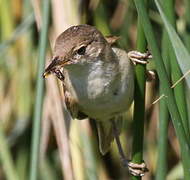 Eurasian Reed Warbler