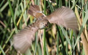 Common Reed Warbler