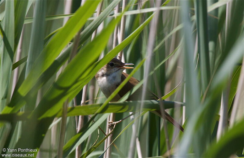 Common Reed Warbleradult breeding, song