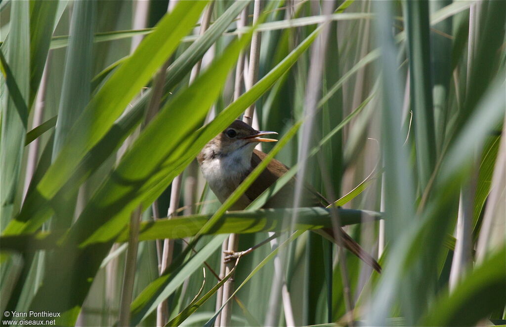 Eurasian Reed Warbleradult breeding, song