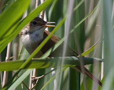 Common Reed Warbler