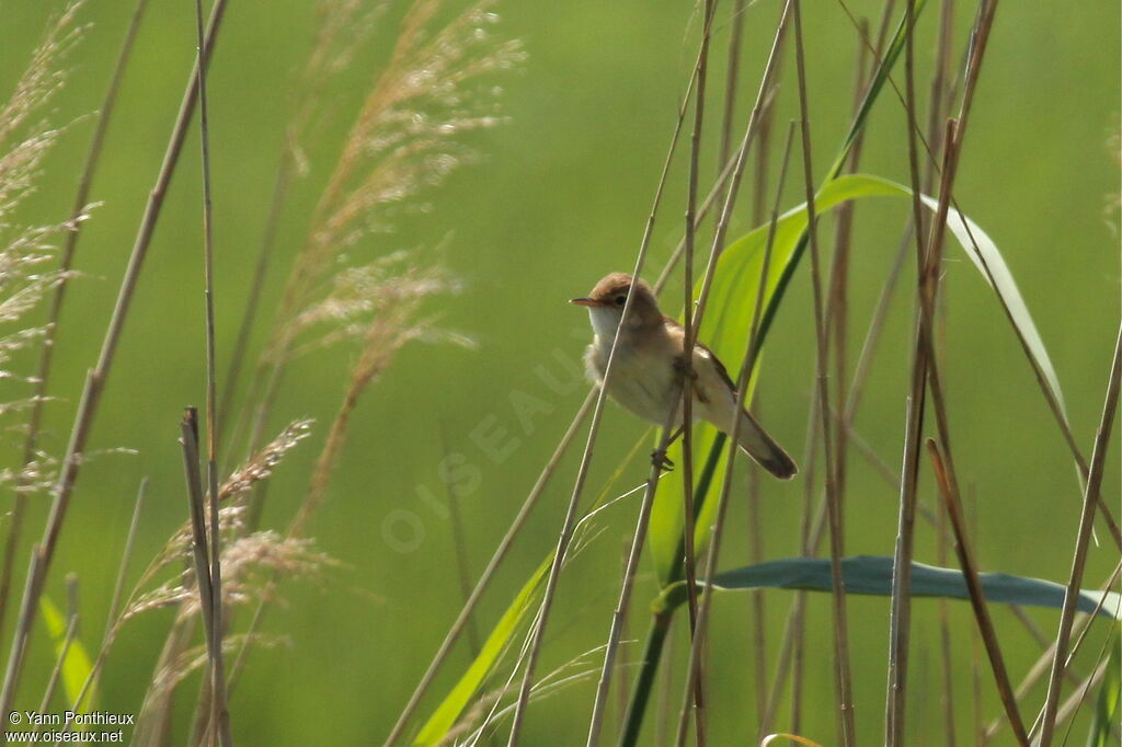 Eurasian Reed Warbleradult breeding