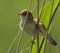 Common Reed Warbler