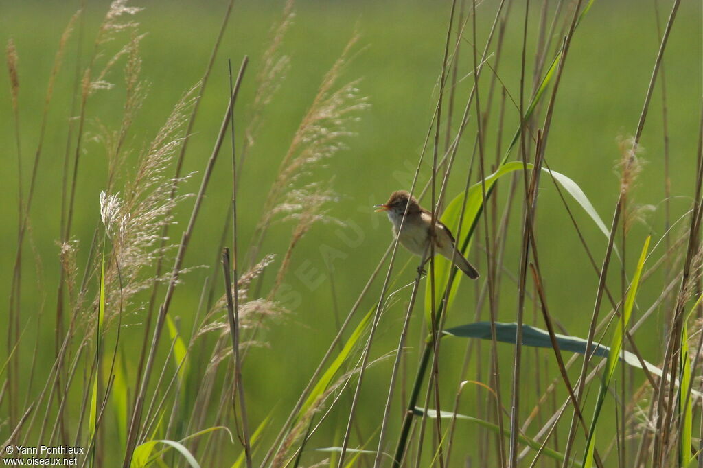 Eurasian Reed Warbleradult breeding