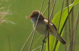 Common Reed Warbler