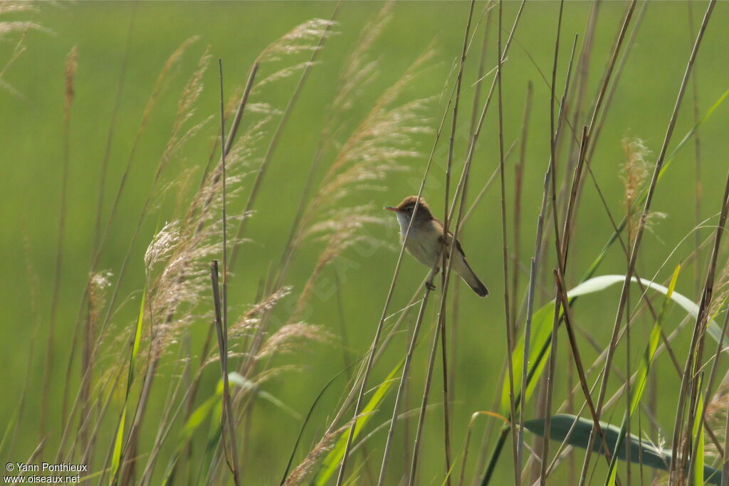 Eurasian Reed Warbleradult breeding