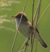 Common Reed Warbler