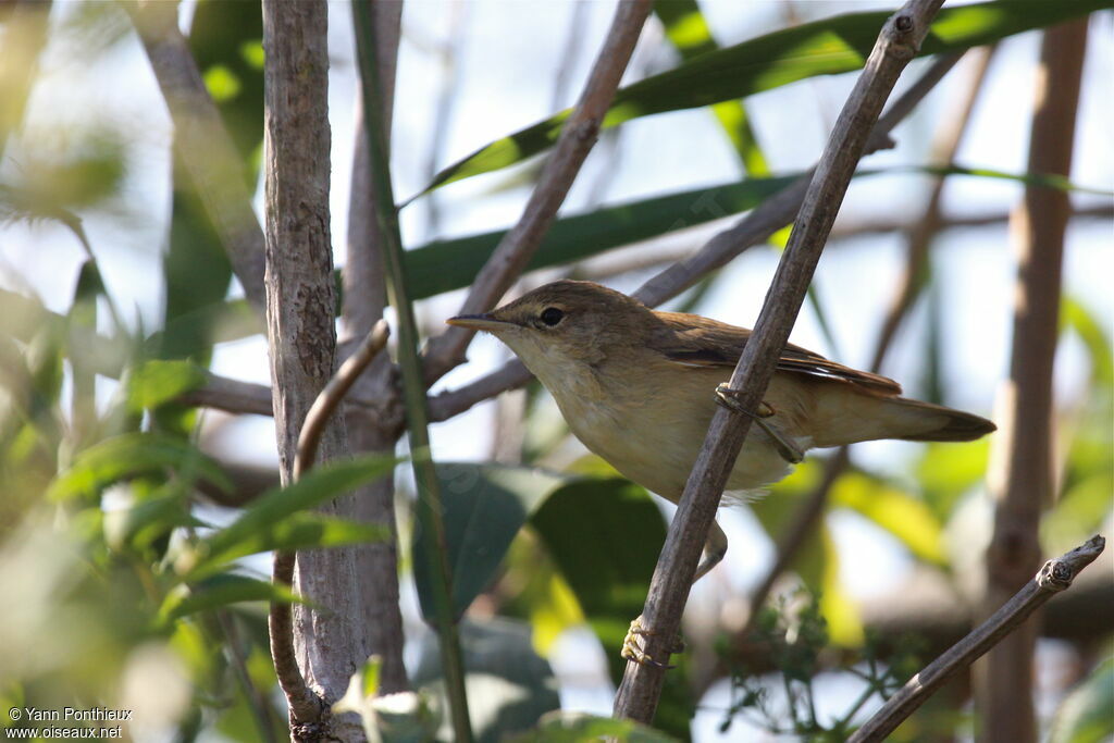 Eurasian Reed Warbler