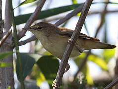 Eurasian Reed Warbler