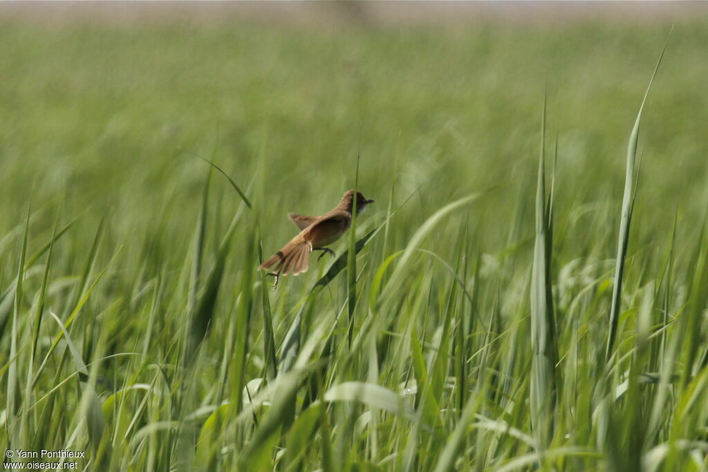 Great Reed Warbler