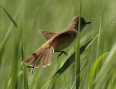 Great Reed Warbler