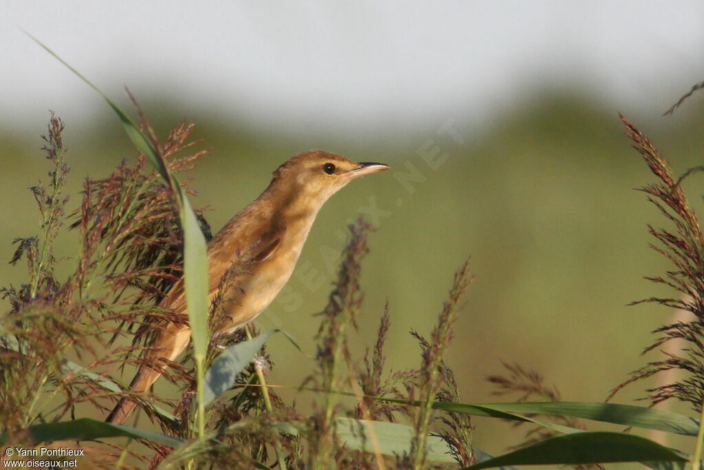 Great Reed Warbler