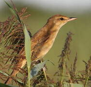 Great Reed Warbler