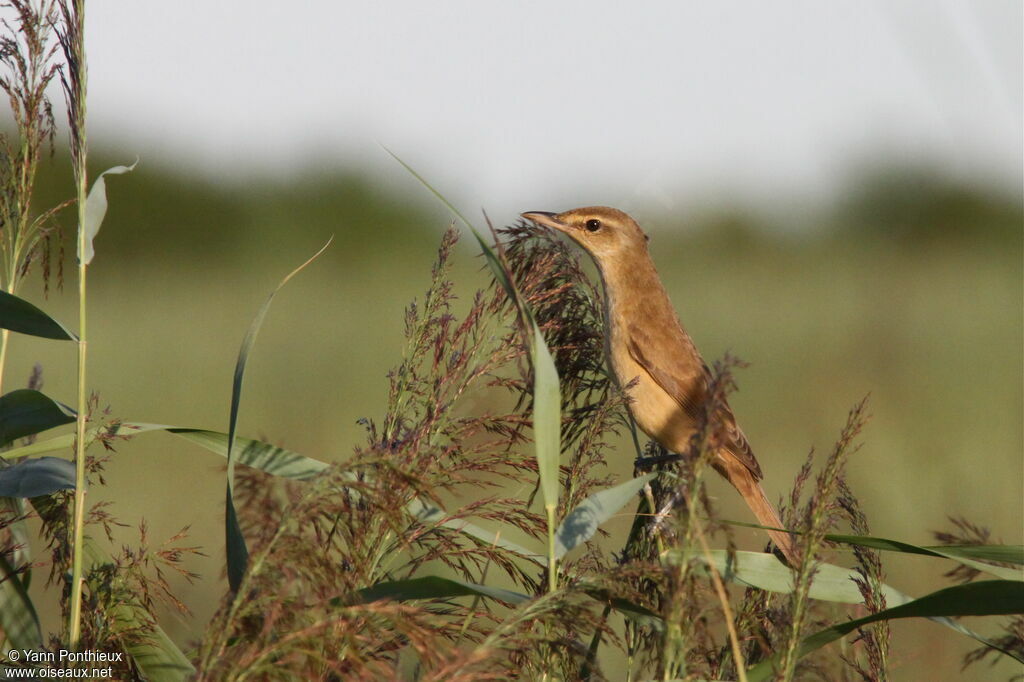 Great Reed Warbler