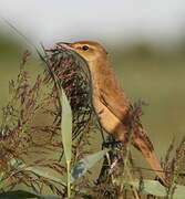 Great Reed Warbler