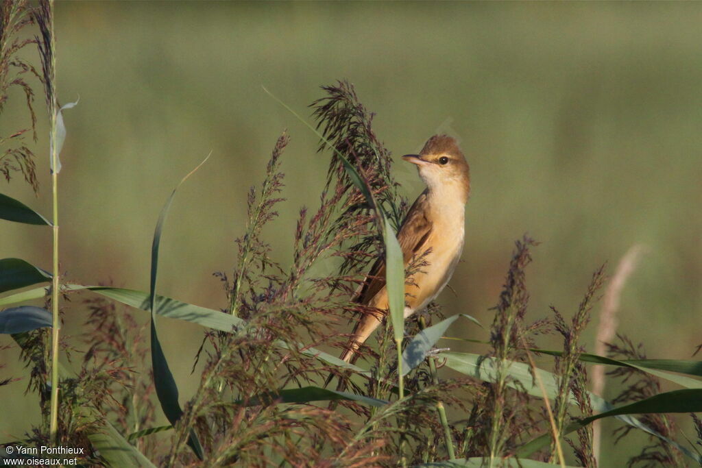 Great Reed Warbler