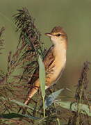 Great Reed Warbler