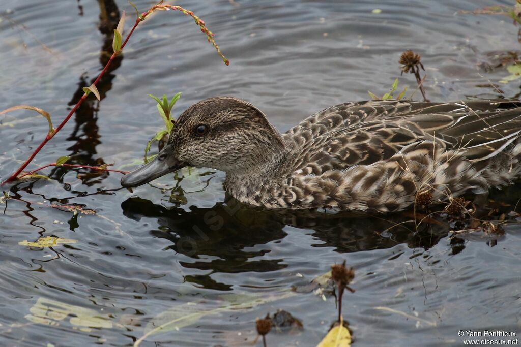 Blue-winged Teal female