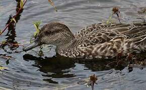 Blue-winged Teal