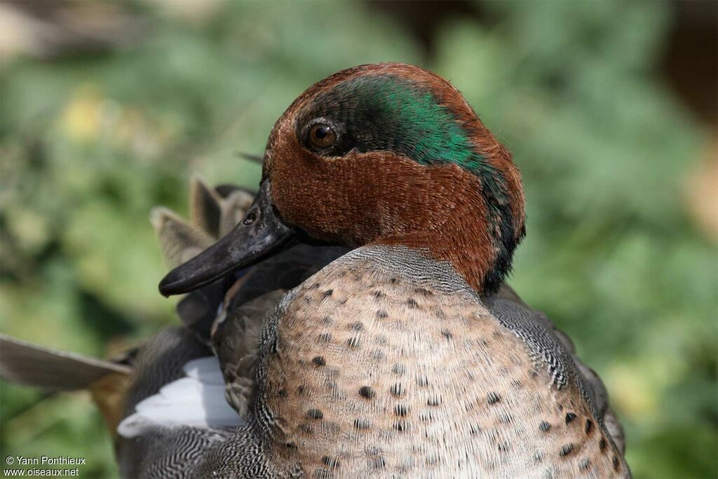 Eurasian Teal male adult