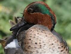 Eurasian Teal