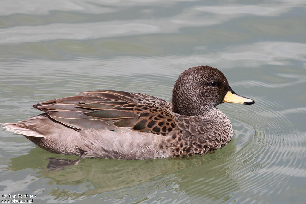 Yellow-billed Teal