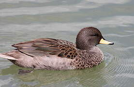 Yellow-billed Teal