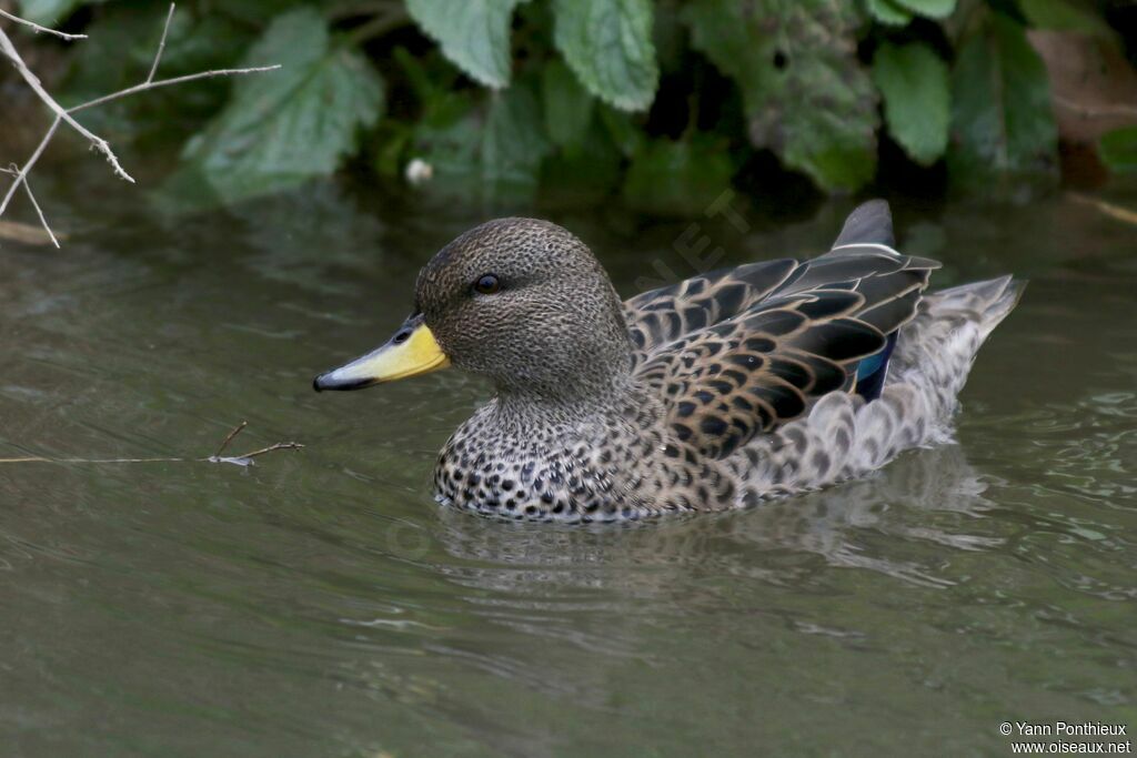 Yellow-billed Teal