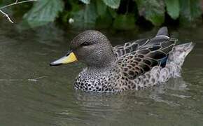 Yellow-billed Teal