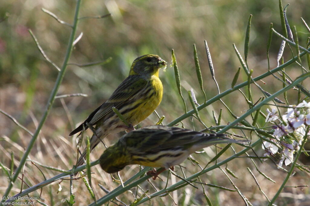 Serin cini