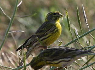 Serin cini