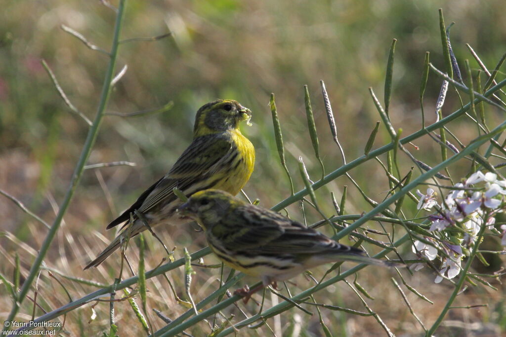 European Serin 