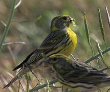 European Serin