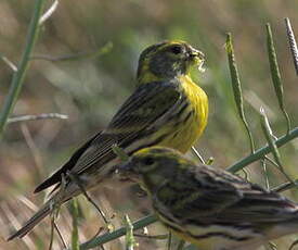 Serin cini