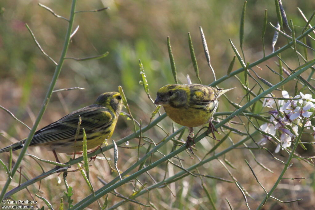 European Serin