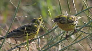 European Serin