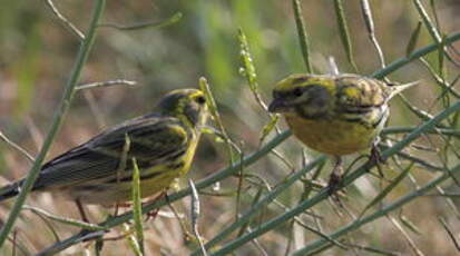 Serin cini