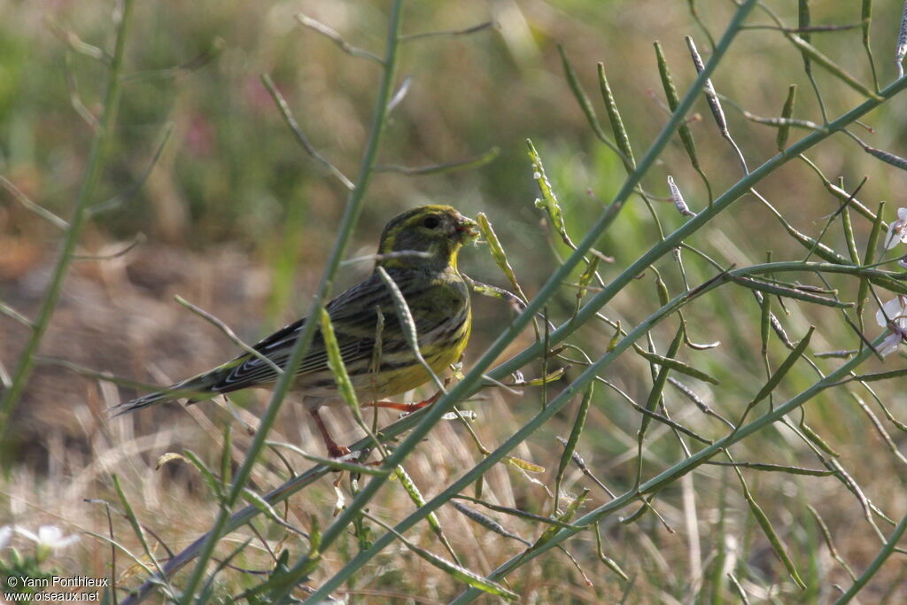 European Serin