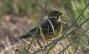 European Serin