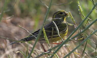 Serin cini