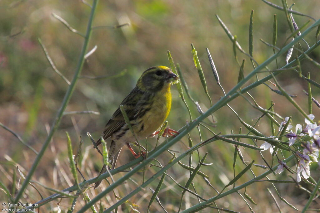 European Serin